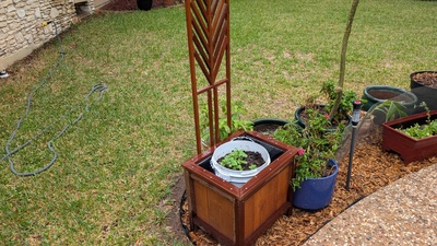 Planter with Trellis